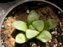 Хавортия (Haworthia Pygmaea Pink)