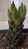 Хавортия (Haworthia coarctata var. coarctata (chalwinii))