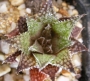Хавортия (Haworthia reticulata var. hurlingii)