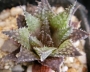 Хавортия (Haworthia reticulata var. hurlingii)