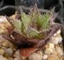Хавортия (Haworthia reticulata var. hurlingii)