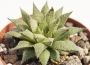Хавортия (Haworthia reticulata var. hurlingii)