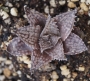 Хавортия (Haworthia reticulata var. hurlingii)