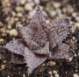 Хавортия (Haworthia reticulata var. hurlingii)