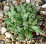 Хавортия (Haworthia reticulata var. hurlingii)