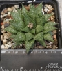 Хавортия (Haworthia reticulata var. hurlingii)