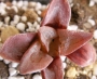 Хавортия (Haworthia retusa murasaki hybrid)