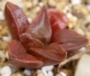 Хавортия (Haworthia retusa murasaki hybrid)
