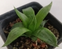 Хавортия (Haworthia retusa White Ghost)