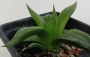 Хавортия (Haworthia retusa White Ghost)