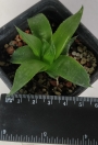 Хавортия (Haworthia retusa White Ghost)