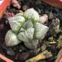 Хавортия (Haworthia splendens kintoun)