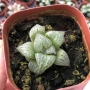 Хавортия (Haworthia splendens kintoun)