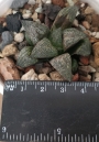 Хавортия (Haworthia splendens kintoun)
