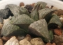 Хавортия (Haworthia splendens kintoun)
