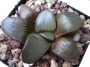 Хавортия (Haworthia springbokvlakensis)
