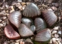 Хавортия (Haworthia springbokvlakensis)