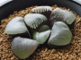 Хавортия (Haworthia springbokvlakensis)