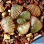 Хавортия (Haworthia springbokvlakensis)
