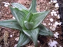 Хавортия (Haworthia tortuosa white variegata)