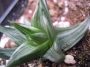 Хавортия (Haworthia tortuosa white variegata)