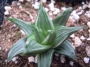 Хавортия (Haworthia tortuosa white variegata)