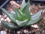 Хавортия (Haworthia tortuosa white variegata)
