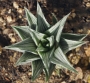 Хавортия (Haworthia tortuosa white variegata)