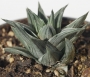 Хавортия (Haworthia tortuosa white variegata)