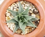 Хавортия (Haworthia tortuosa white variegata)