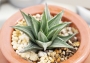 Хавортия (Haworthia tortuosa white variegata)