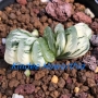 Хавортия (Haworthia truncata varigata)