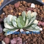 Хавортия (Haworthia truncata varigata)