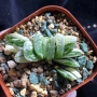 Хавортия (Haworthia truncata varigata)