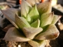 Хавортия (Haworthia turgida)