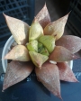 Хавортия (Haworthia turgida)