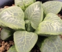 Хавортия (Haworthia Tutankhamun X Suisyo ハオルチア ツタンカーメン×水晶)