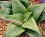 Хавортия (Haworthia Tutankhamun X Suisyo ハオルチア ツタンカーメン×水晶)