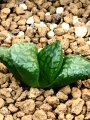 Хавортия (Haworthia Tutankhamun X Suisyo ハオルチア ツタンカーメン×水晶)