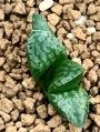 Хавортия (Haworthia Tutankhamun X Suisyo ハオルチア ツタンカーメン×水晶)