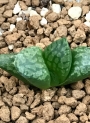 Хавортия (Haworthia Tutankhamun X Suisyo ハオルチア ツタンカーメン×水晶)