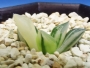Хавортия (Haworthia variegated atrofusca)
