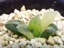 Хавортия (Haworthia variegated atrofusca)