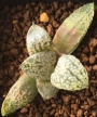 Хавортия (Haworthia white emelyae ハオルチア 白銀ピクタ)