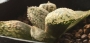 Хавортия (Haworthia white emelyae ハオルチア 白銀ピクタ)