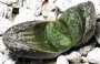 Хавортия (Haworthia White wolf)