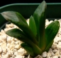 Хавортия (Haworthia アトロフスカ錦 Atorofusuka Nishiki)