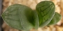 Хавортия (Haworthia アトロフスカ錦 Atorofusuka Nishiki)