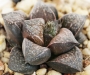 Хавортия (Haworthia 氷雨×赤スプレンデンス)