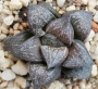 Хавортия (Haworthia 氷雨×赤スプレンデンス)